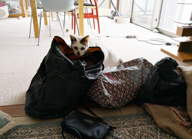 f:id:hiraryo0201:20190112124826j:image f:id:hiraryo0201:20190112124826j:image