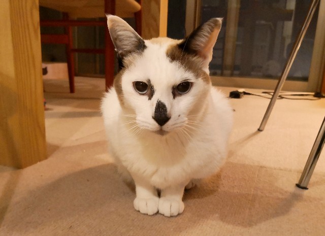 f:id:hiraryo0201:20190112125330j:image f:id:hiraryo0201:20190112125330j:image