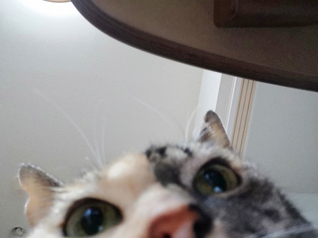 f:id:hiraryo0201:20190112180418j:image f:id:hiraryo0201:20190112180418j:image