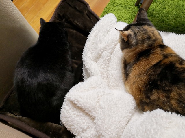 f:id:hiraryo0201:20190112180433j:image f:id:hiraryo0201:20190112180433j:image