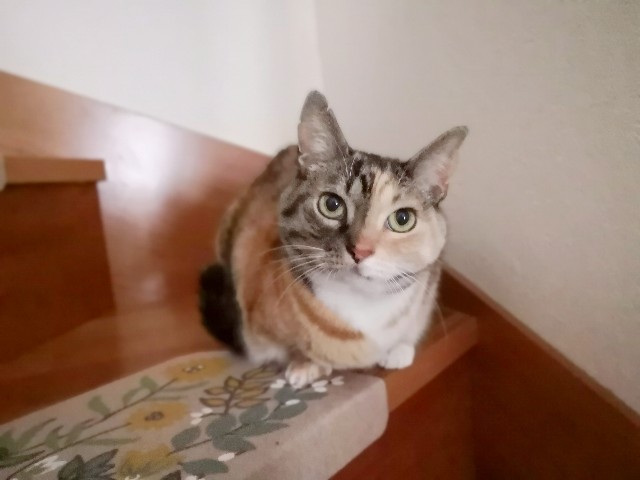 f:id:hiraryo0201:20190113192915j:image