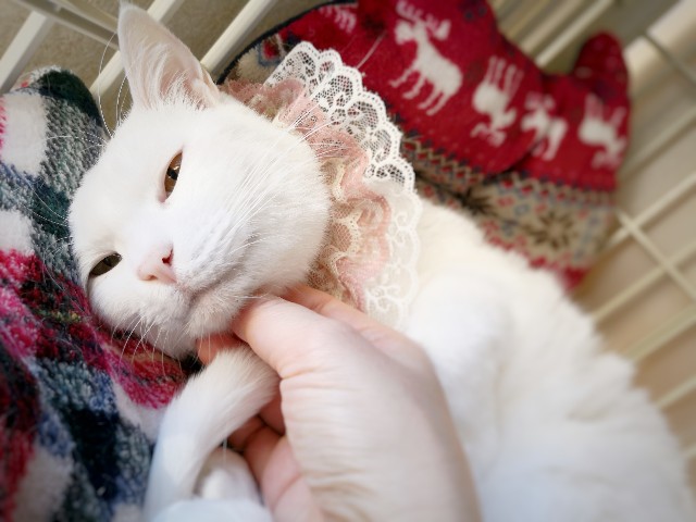 f:id:hiraryo0201:20190119124732j:image f:id:hiraryo0201:20190119124732j:image