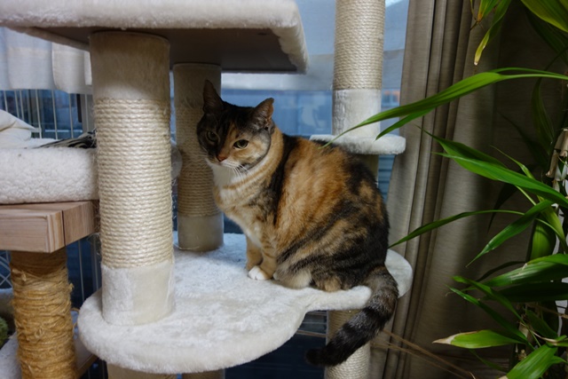 f:id:hiraryo0201:20190119204640j:plain