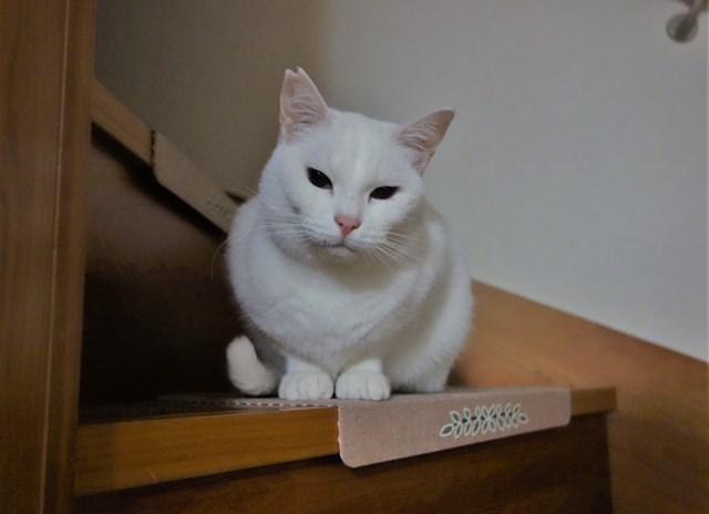 f:id:hiraryo0201:20190120000042j:plain f:id:hiraryo0201:20190120000042j:plain