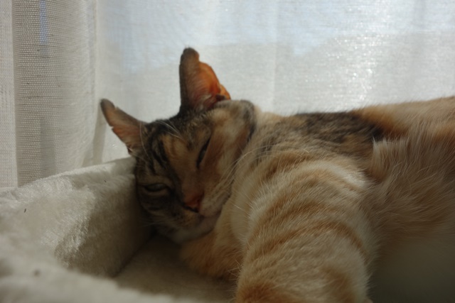 f:id:hiraryo0201:20190120022833j:plain f:id:hiraryo0201:20190120022833j:plain