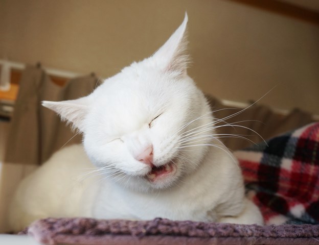 f:id:hiraryo0201:20190120092549j:plain