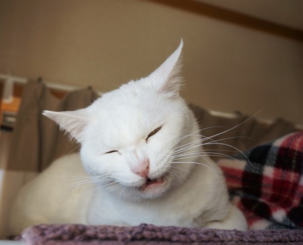 f:id:hiraryo0201:20190120092637j:plain