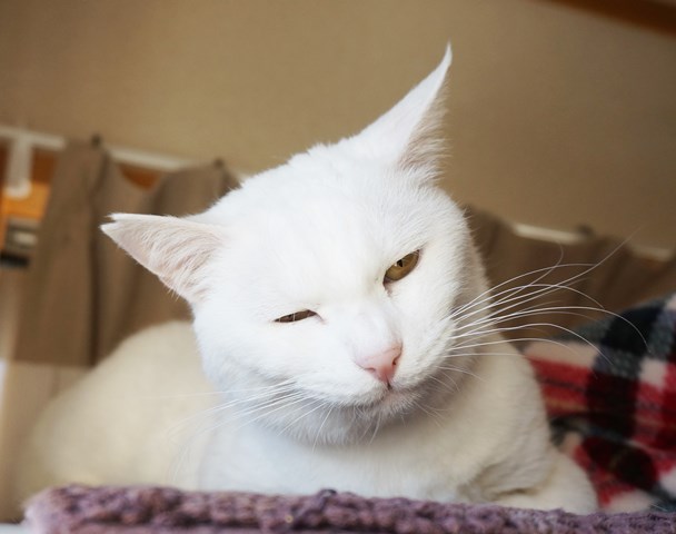 f:id:hiraryo0201:20190120092920j:plain