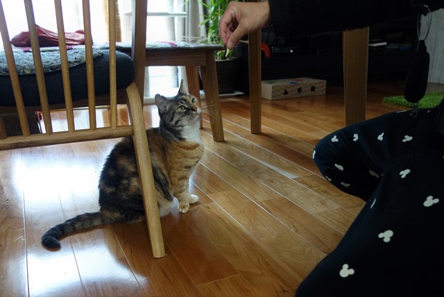 f:id:hiraryo0201:20190120095845j:plain f:id:hiraryo0201:20190120095845j:plain