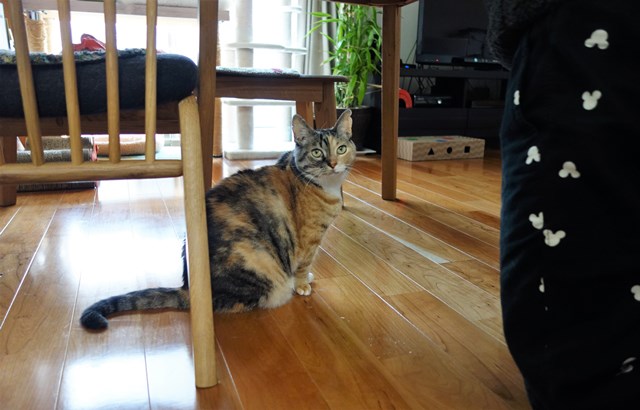 f:id:hiraryo0201:20190120095858j:plain f:id:hiraryo0201:20190120095858j:plain