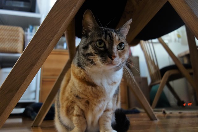 f:id:hiraryo0201:20190120095912j:plain f:id:hiraryo0201:20190120095912j:plain