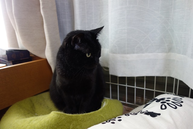 f:id:hiraryo0201:20190120102001j:plain