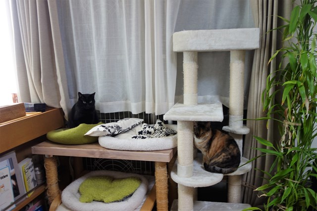 f:id:hiraryo0201:20190120102026j:plain