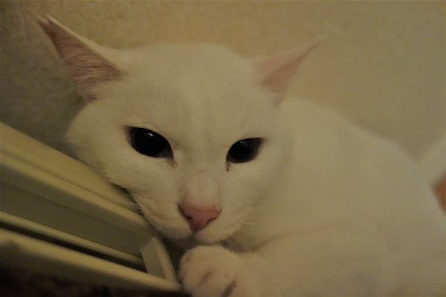 f:id:hiraryo0201:20190120103543j:plain