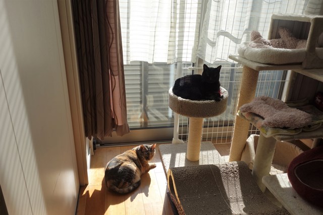f:id:hiraryo0201:20190120104548j:plain