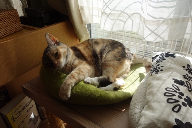 f:id:hiraryo0201:20190120104722j:plain