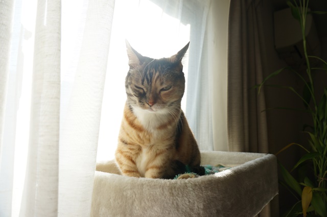 f:id:hiraryo0201:20190120104812j:plain