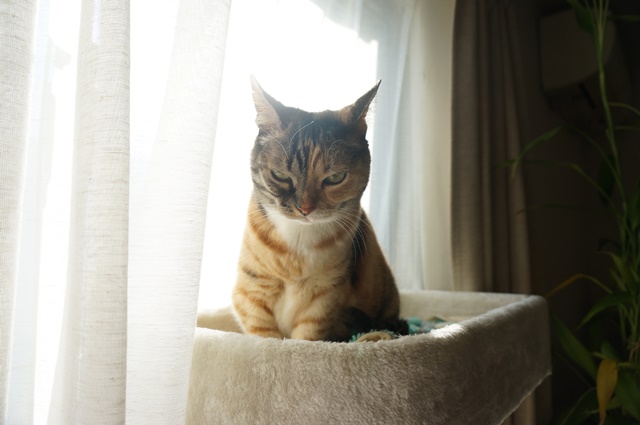 f:id:hiraryo0201:20190120104826j:plain