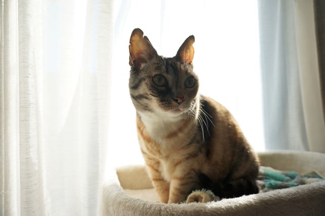 f:id:hiraryo0201:20190120104837j:plain