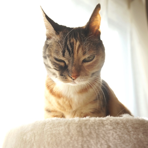 f:id:hiraryo0201:20190120104858j:plain