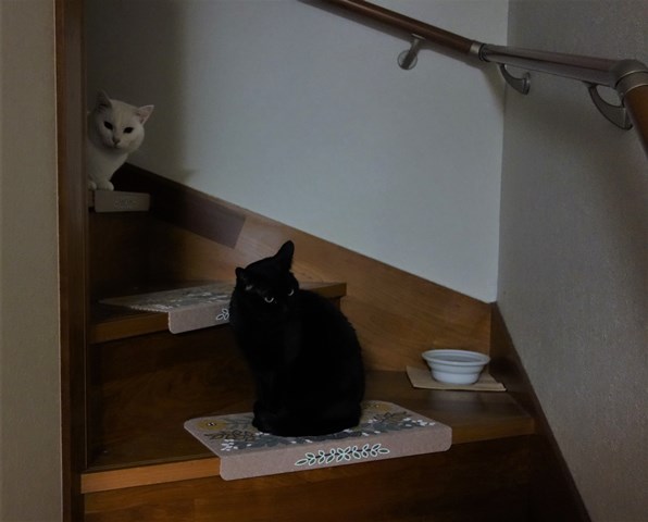 f:id:hiraryo0201:20190120105151j:plain f:id:hiraryo0201:20190120105151j:plain