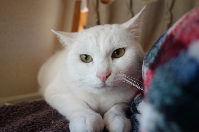 f:id:hiraryo0201:20190120105210j:plain f:id:hiraryo0201:20190120105210j:plain