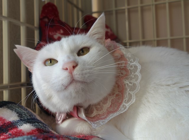 f:id:hiraryo0201:20190120105243j:plain f:id:hiraryo0201:20190120105243j:plain