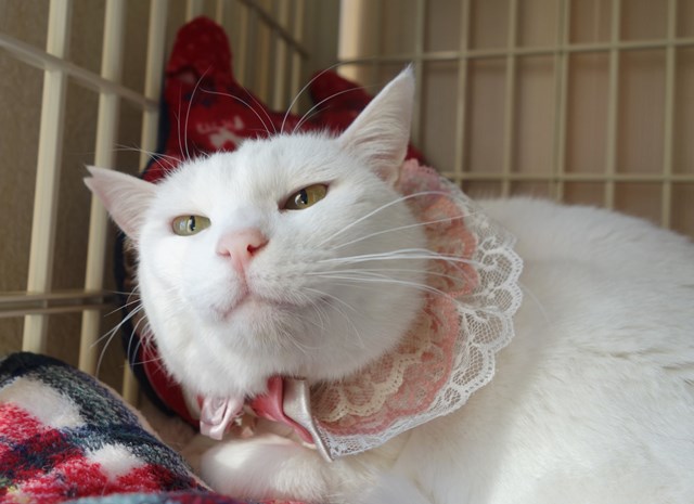 f:id:hiraryo0201:20190120105258j:plain f:id:hiraryo0201:20190120105258j:plain