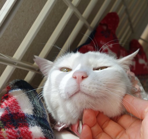 f:id:hiraryo0201:20190120105328j:plain f:id:hiraryo0201:20190120105328j:plain