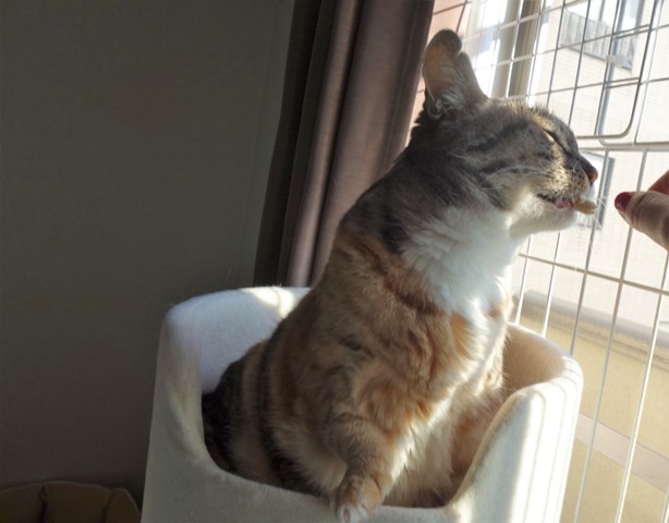 f:id:hiraryo0201:20190120105516j:plain