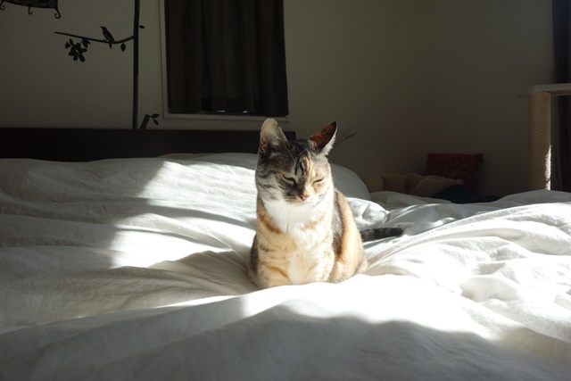 f:id:hiraryo0201:20190120105527j:plain