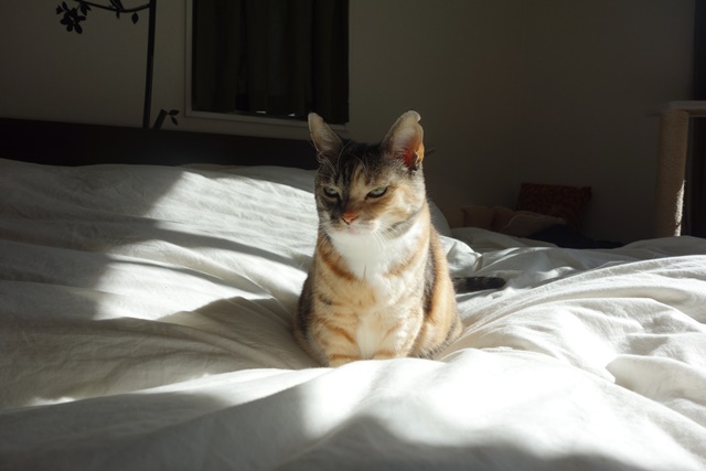 f:id:hiraryo0201:20190120105604j:plain