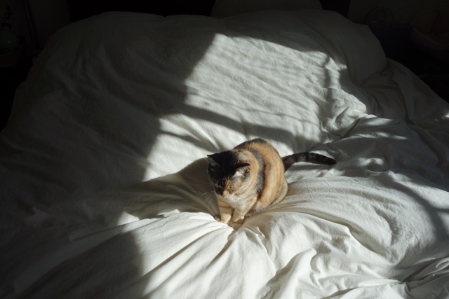 f:id:hiraryo0201:20190120105632j:plain