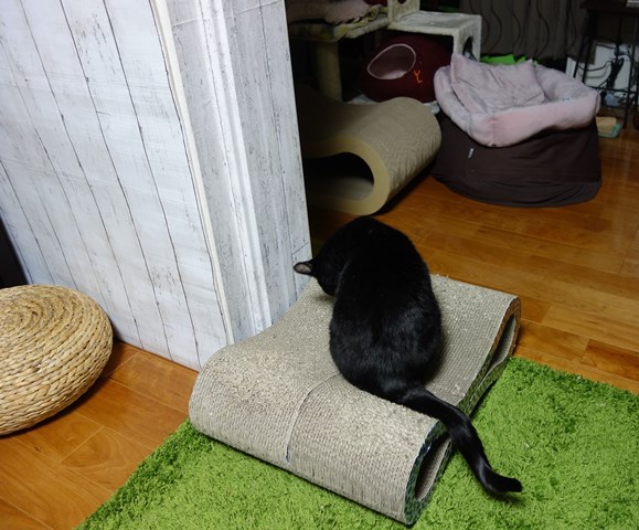 f:id:hiraryo0201:20190120110238j:plain f:id:hiraryo0201:20190120110238j:plain