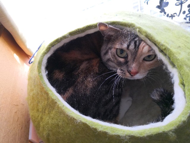 f:id:hiraryo0201:20190120182358j:image