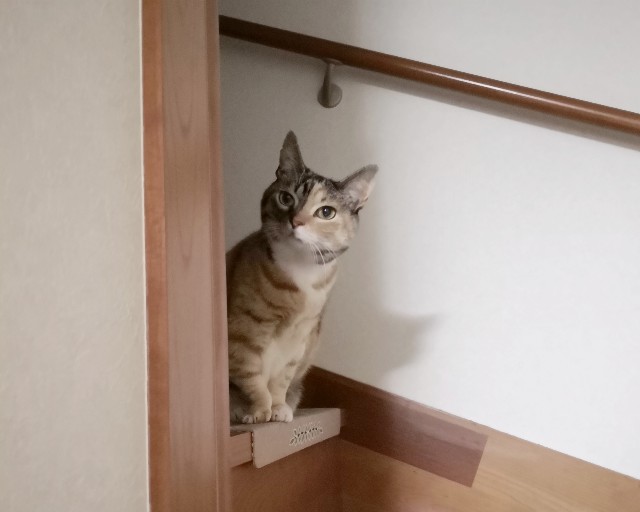 f:id:hiraryo0201:20190126204007j:image