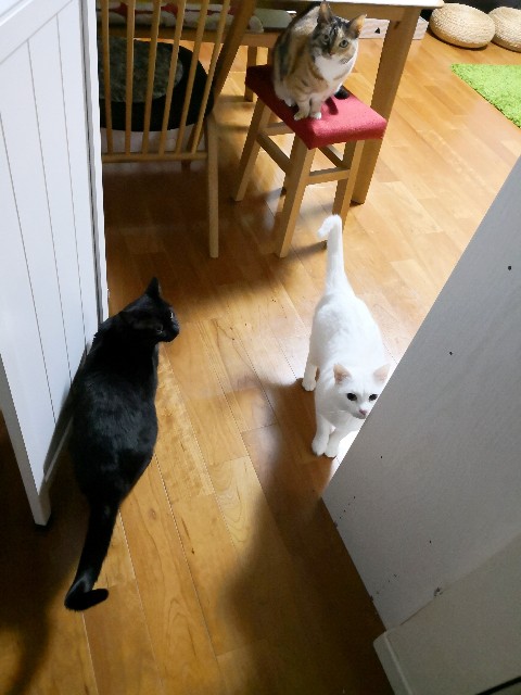 f:id:hiraryo0201:20190203122341j:image f:id:hiraryo0201:20190203122341j:image