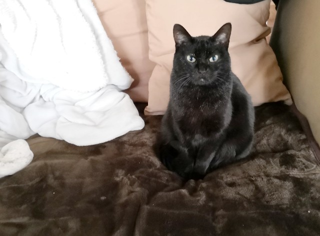 f:id:hiraryo0201:20190203123540j:image