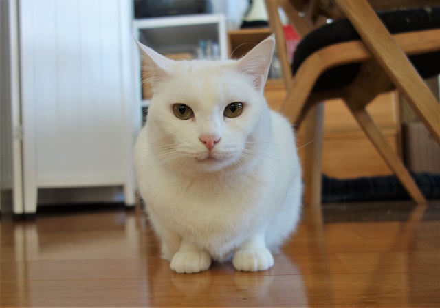 f:id:hiraryo0201:20190203195958j:plain f:id:hiraryo0201:20190203195958j:plain