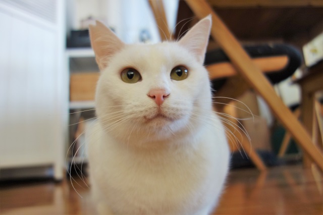 f:id:hiraryo0201:20190203200006j:plain f:id:hiraryo0201:20190203200006j:plain