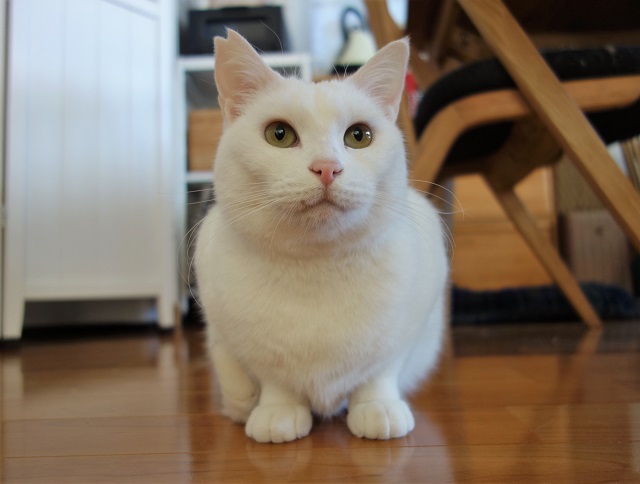 f:id:hiraryo0201:20190203200016j:plain f:id:hiraryo0201:20190203200016j:plain