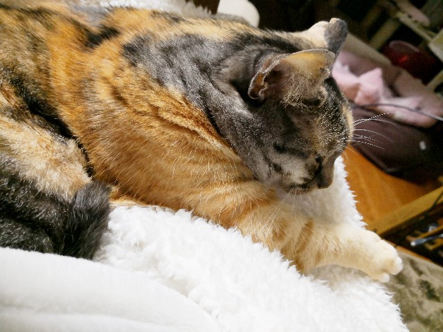 f:id:hiraryo0201:20190203231858j:plain