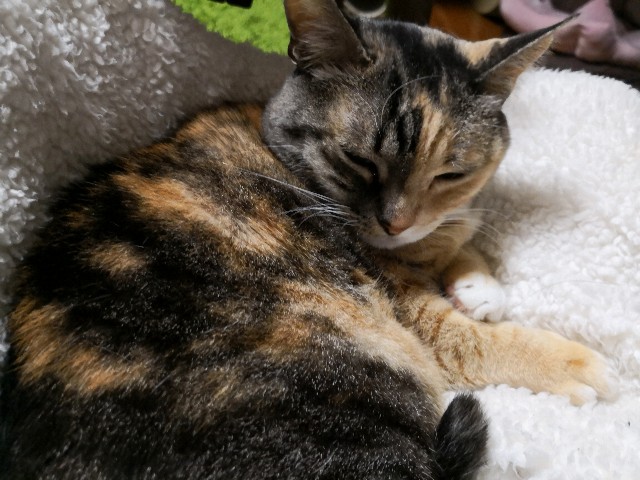 f:id:hiraryo0201:20190203231916j:image