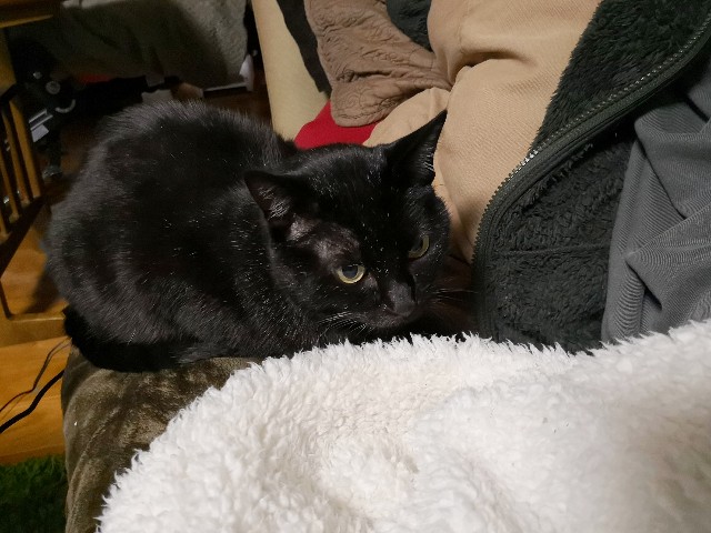 f:id:hiraryo0201:20190203232445j:image