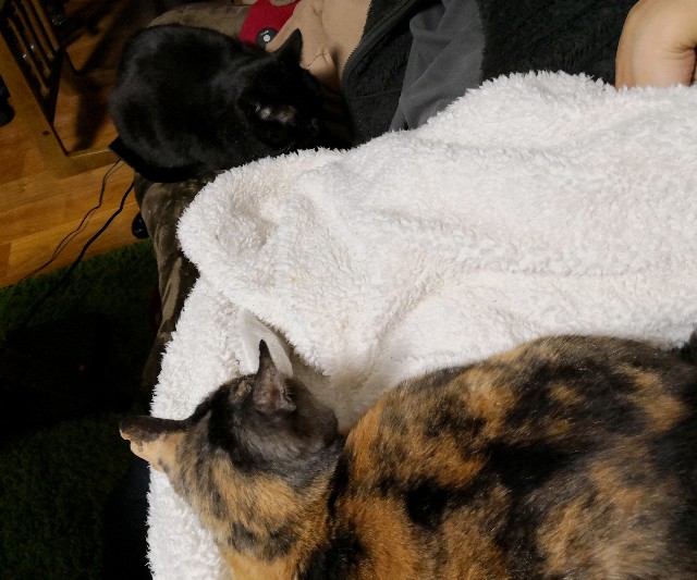 f:id:hiraryo0201:20190203232521j:image