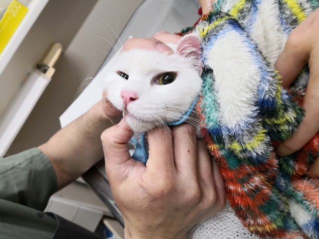 f:id:hiraryo0201:20190209134051j:image