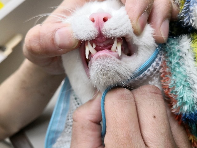 f:id:hiraryo0201:20190209204147j:plain