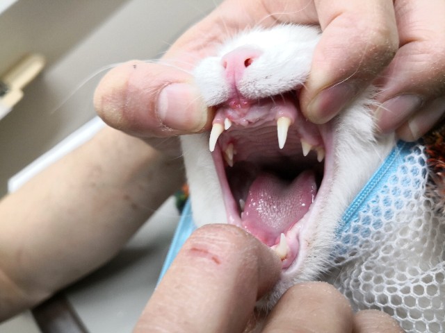 f:id:hiraryo0201:20190209204207j:plain