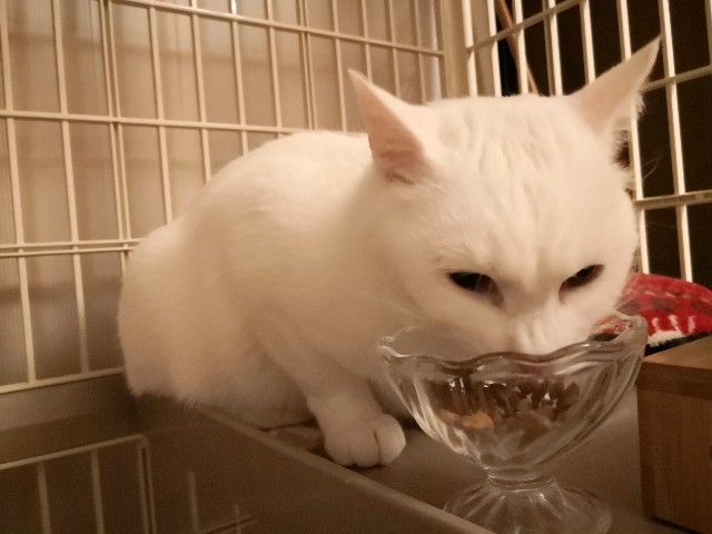 f:id:hiraryo0201:20190209204301j:image