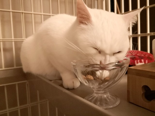 f:id:hiraryo0201:20190209204315j:image